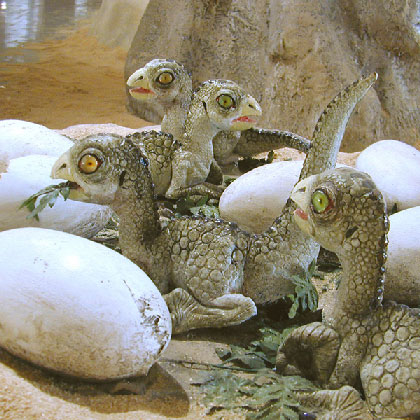 Esposizione della dischiusa delle uova di piccoli dinosauri il Laellynasaura